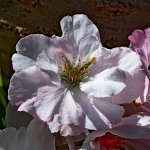 Fleur de prunus     EOS90D     2020_04_19      Waltzing dans mon jardin